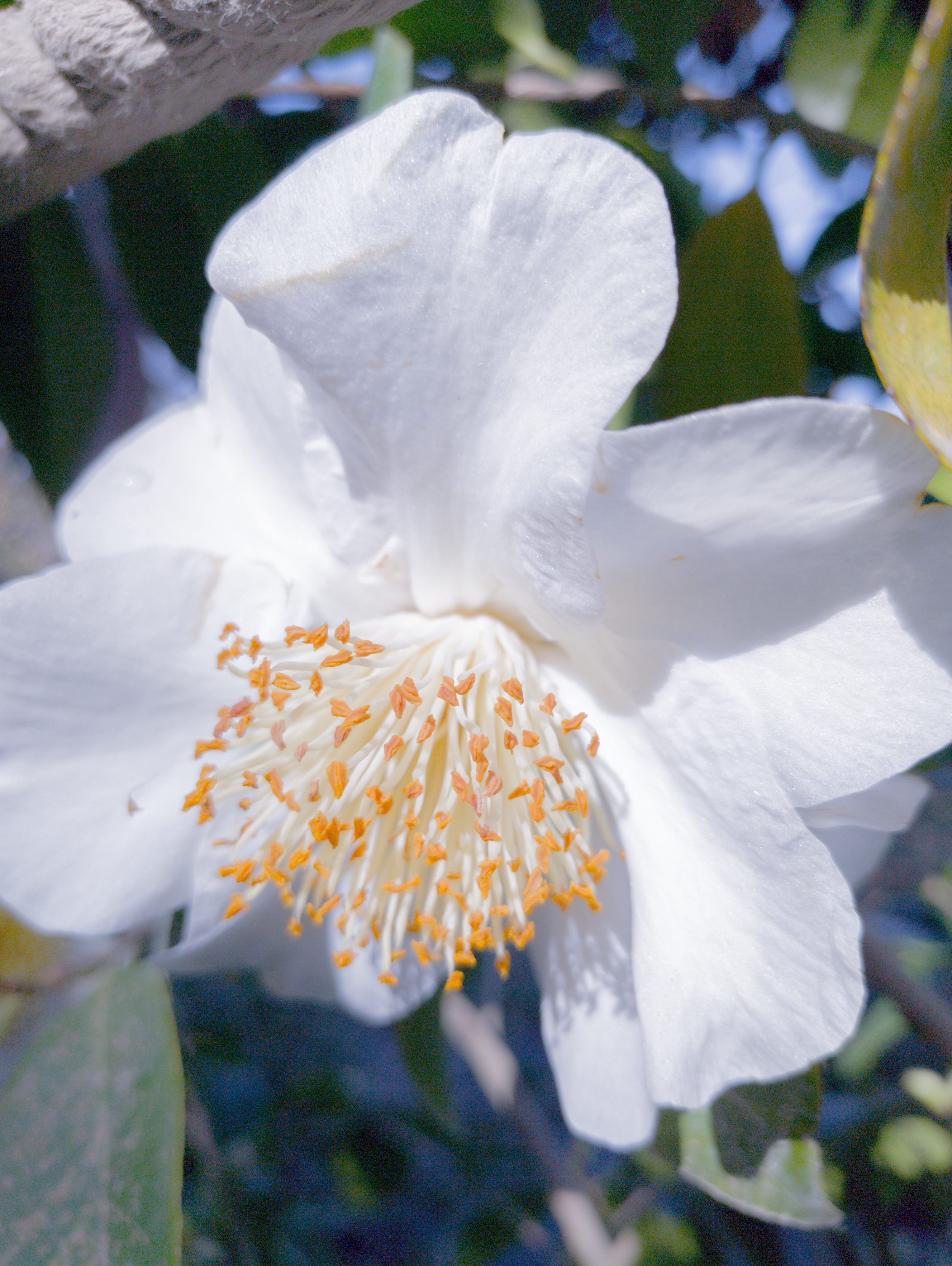 Bright white flower